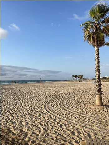 Extensión de arena y paseo marítimo de Canet d'en Berenguer con una palmera en primer plano